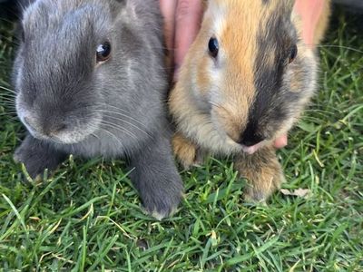 Bunnies