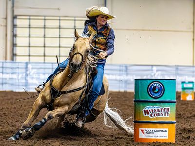 2018 Palomino Gelding