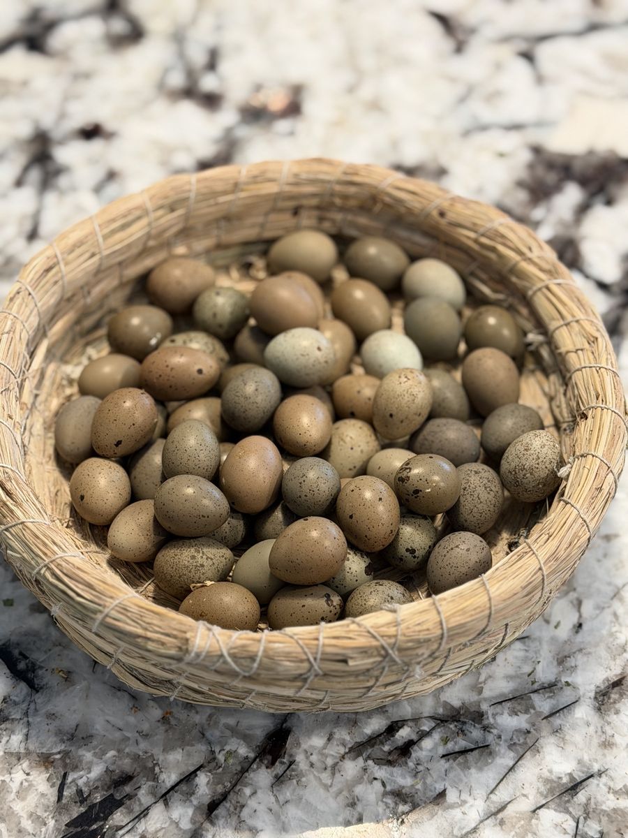 Ready To Incubate Fresh Button Quail Eggs