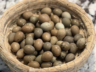 Ready To Incubate Fresh Button Quail Eggs