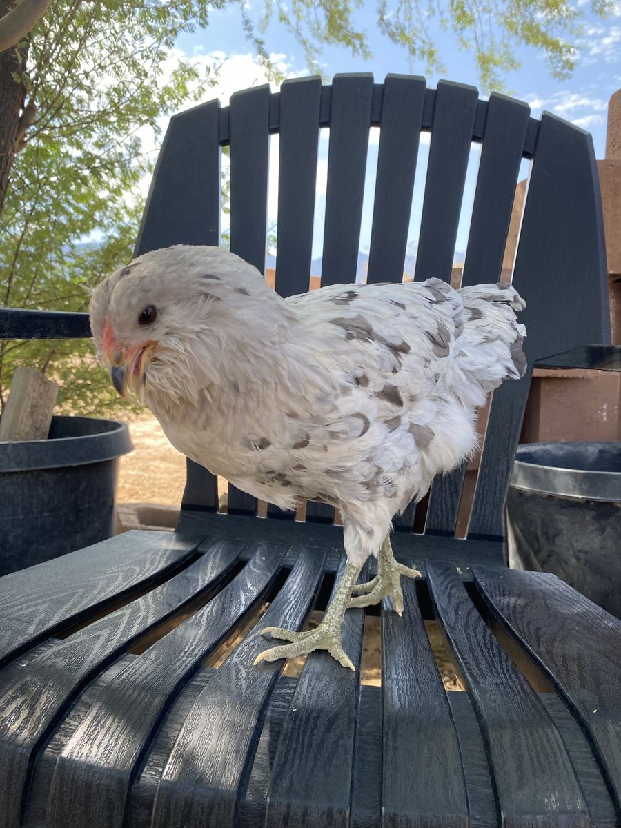 Sweet easter egger hen