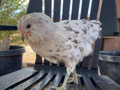 Sweet easter egger hen