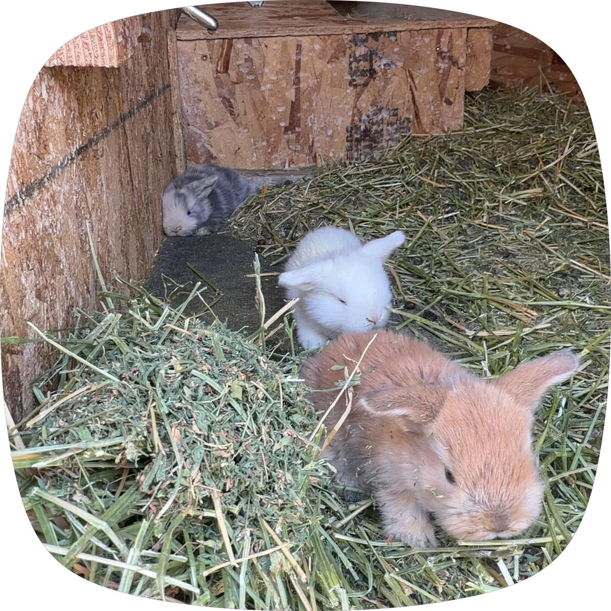 Adorable Baby Bunnies - Various Colors, Ready for New Homes