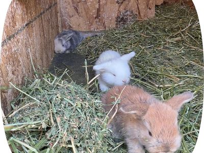 Adorable Baby Bunnies - Various Colors, Ready for New Homes