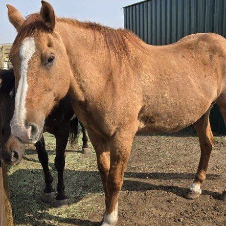 pasture pal/light riding