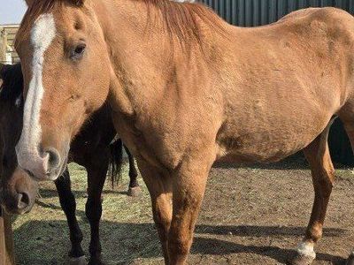 pasture pal/light riding