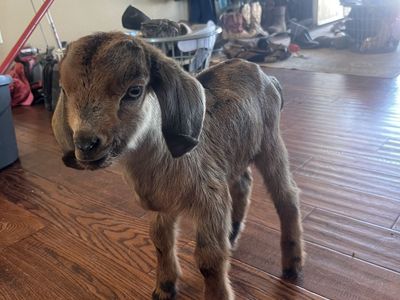 Bottle Baby Goat