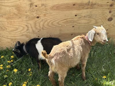 Two goats