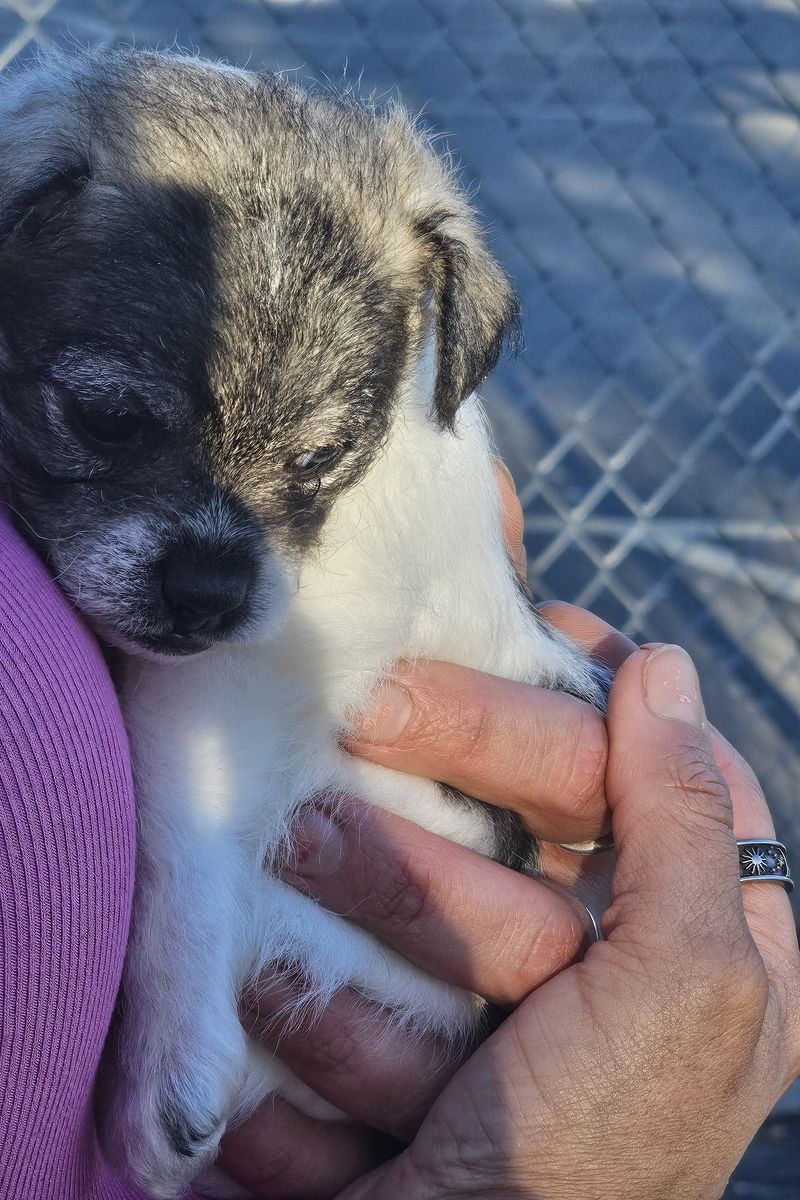 Chihuahua/terrier puppies for sale