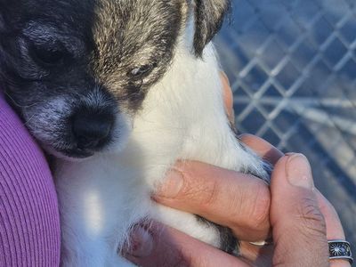 Chihuahua/terrier puppies for sale