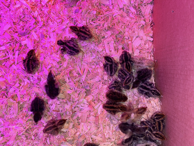 Coturnix quail chicks