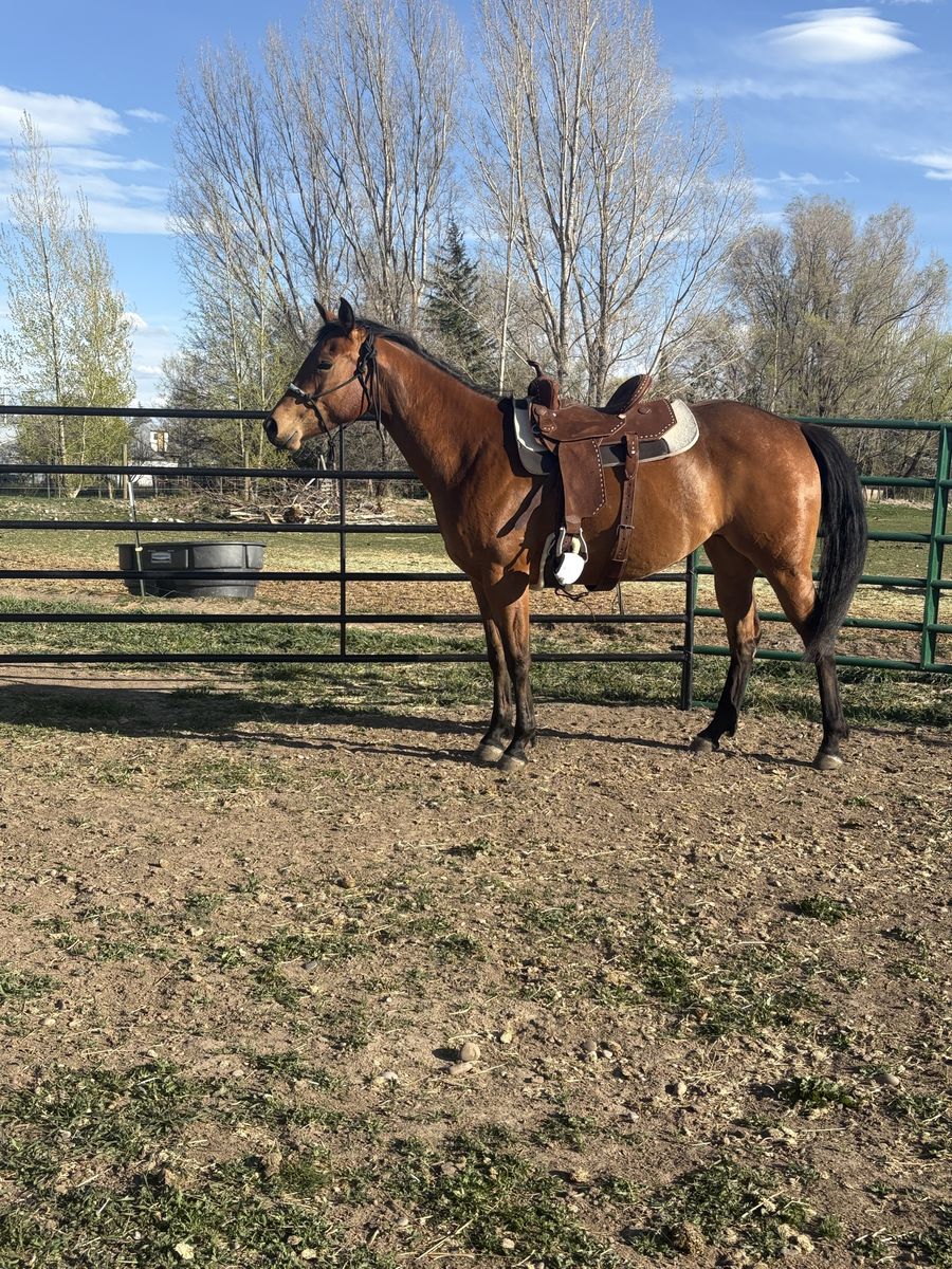 4 yr old Bay Mare