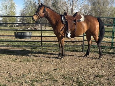 4 yr old Bay Mare