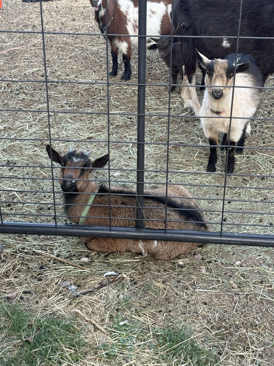 Goats for sale one papered