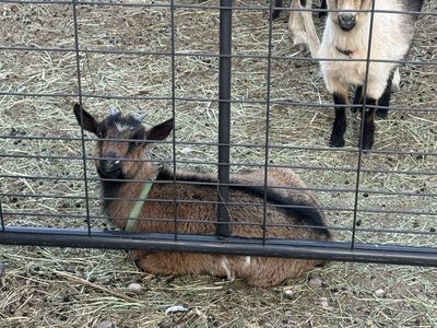 Goats for sale one papered