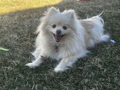 Pomeranian for Sale!