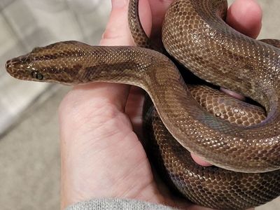 Beautiful Columbian Rainbow Boa