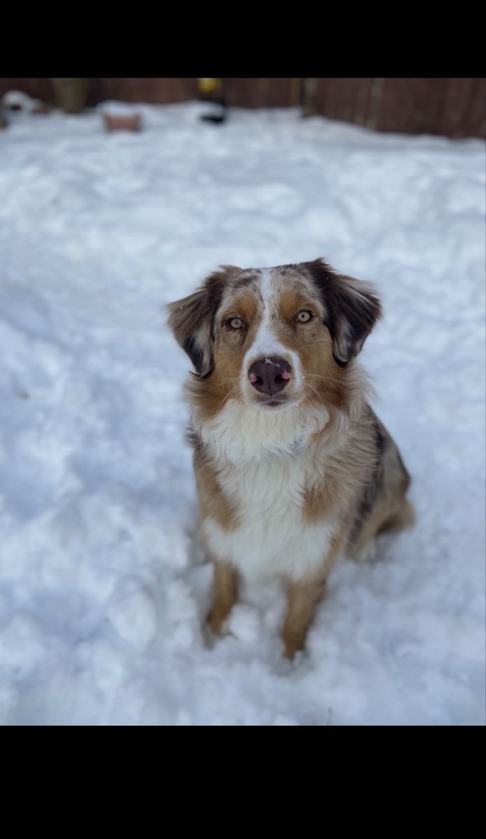 Australian Shepherd for sale