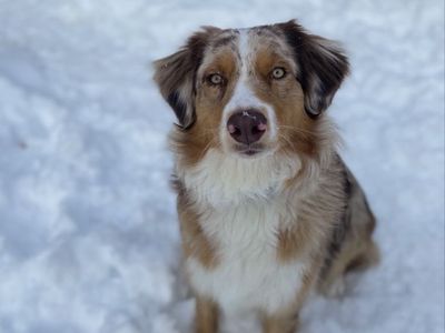 Australian Shepherd for sale