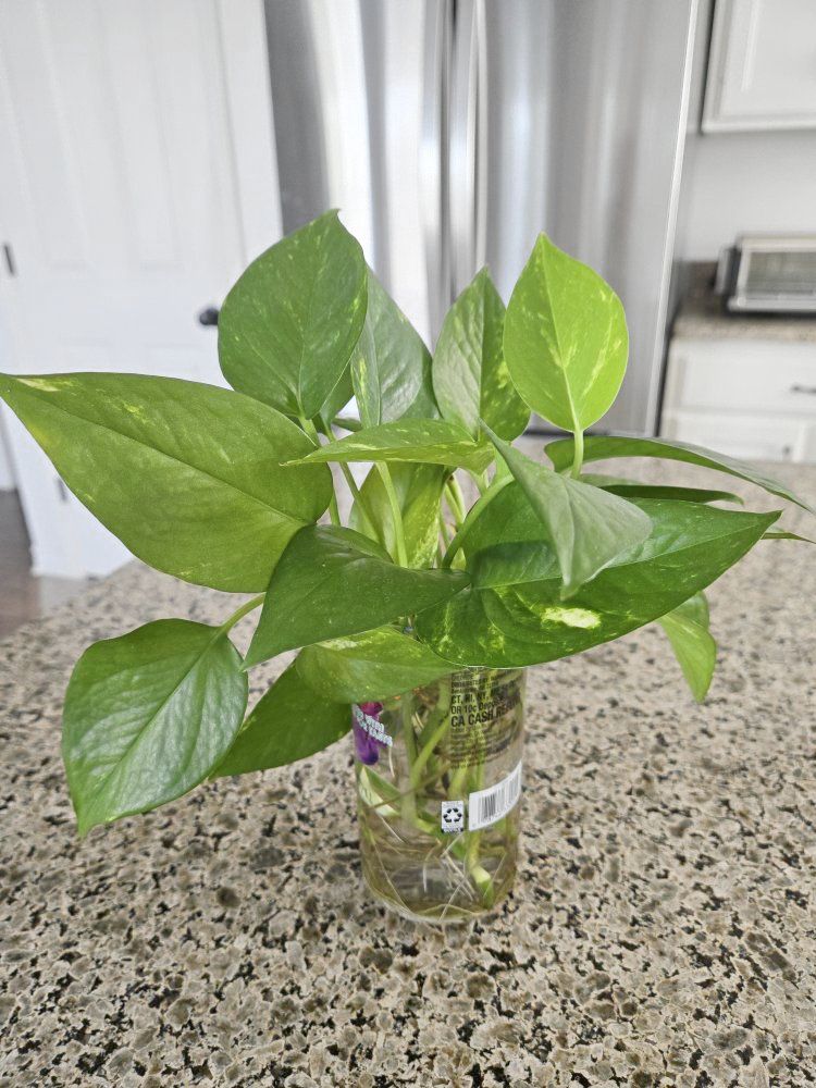 Jade Pothos Starter Plant
