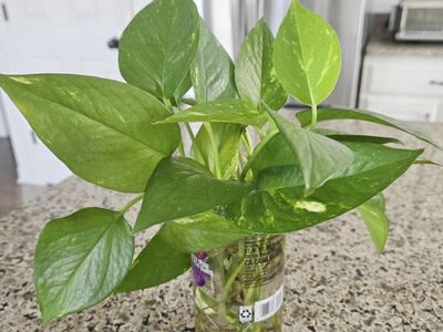 Jade Pothos Starter Plant