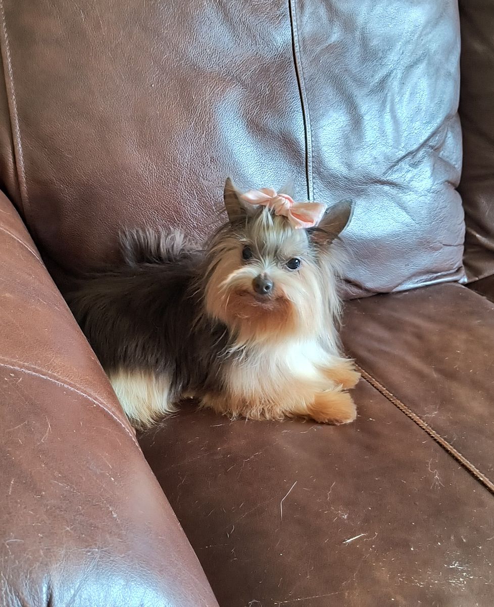 Adult Spayed Female Yorkie (Yorkshire Terrier)