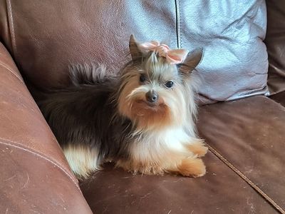 Adult Spayed Female Yorkie (Yorkshire Terrier)