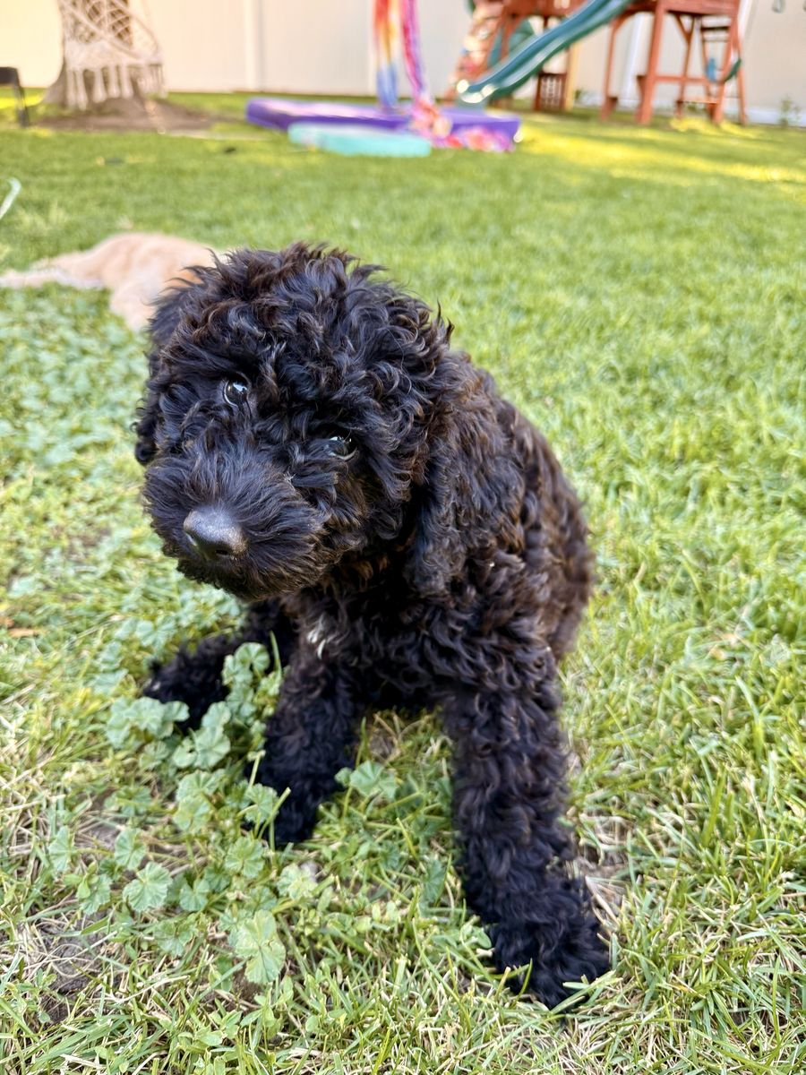 Double Doodle Puppies