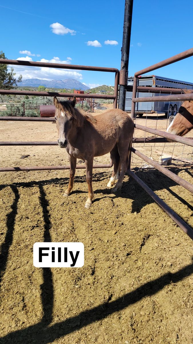 Yearling filly