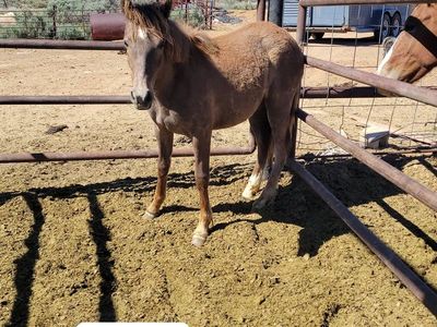 Yearling filly