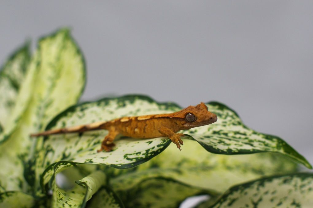 Crested Gecko Baby