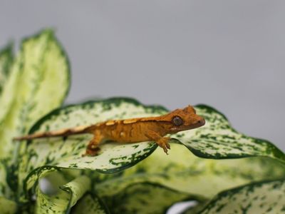 Crested Gecko Baby