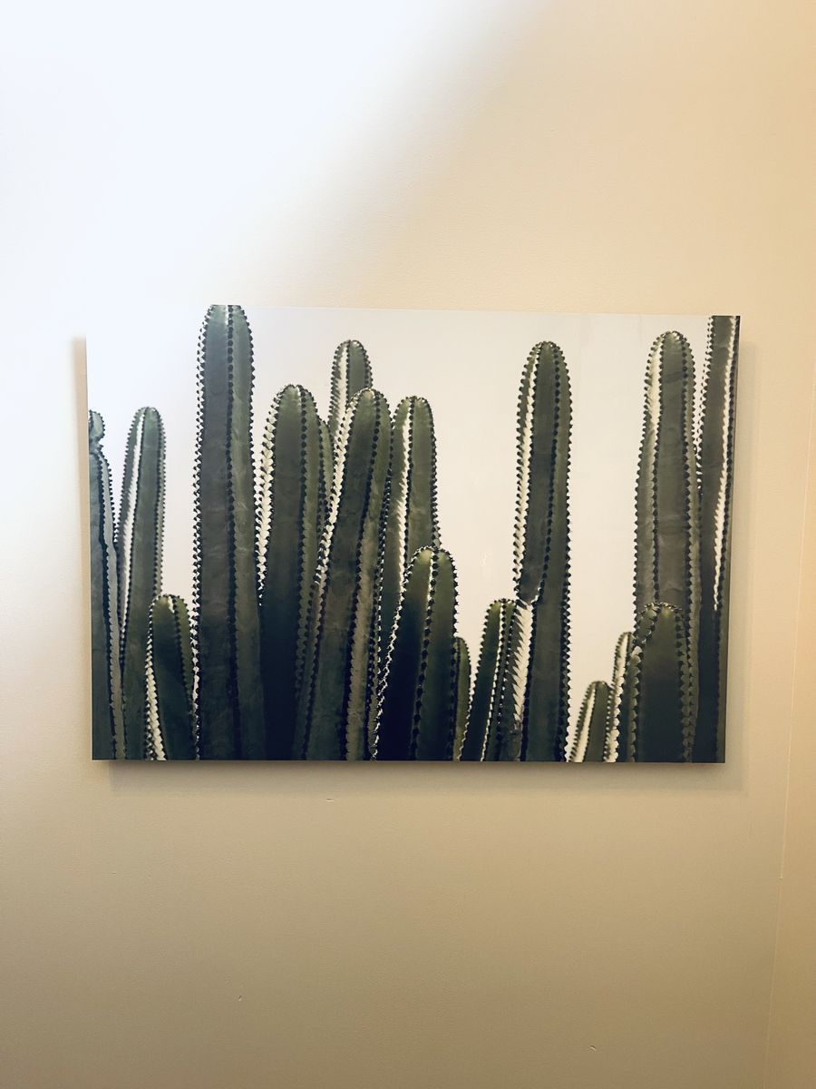 New 36" X 26" Cactus Glossy Photograph Wall Art