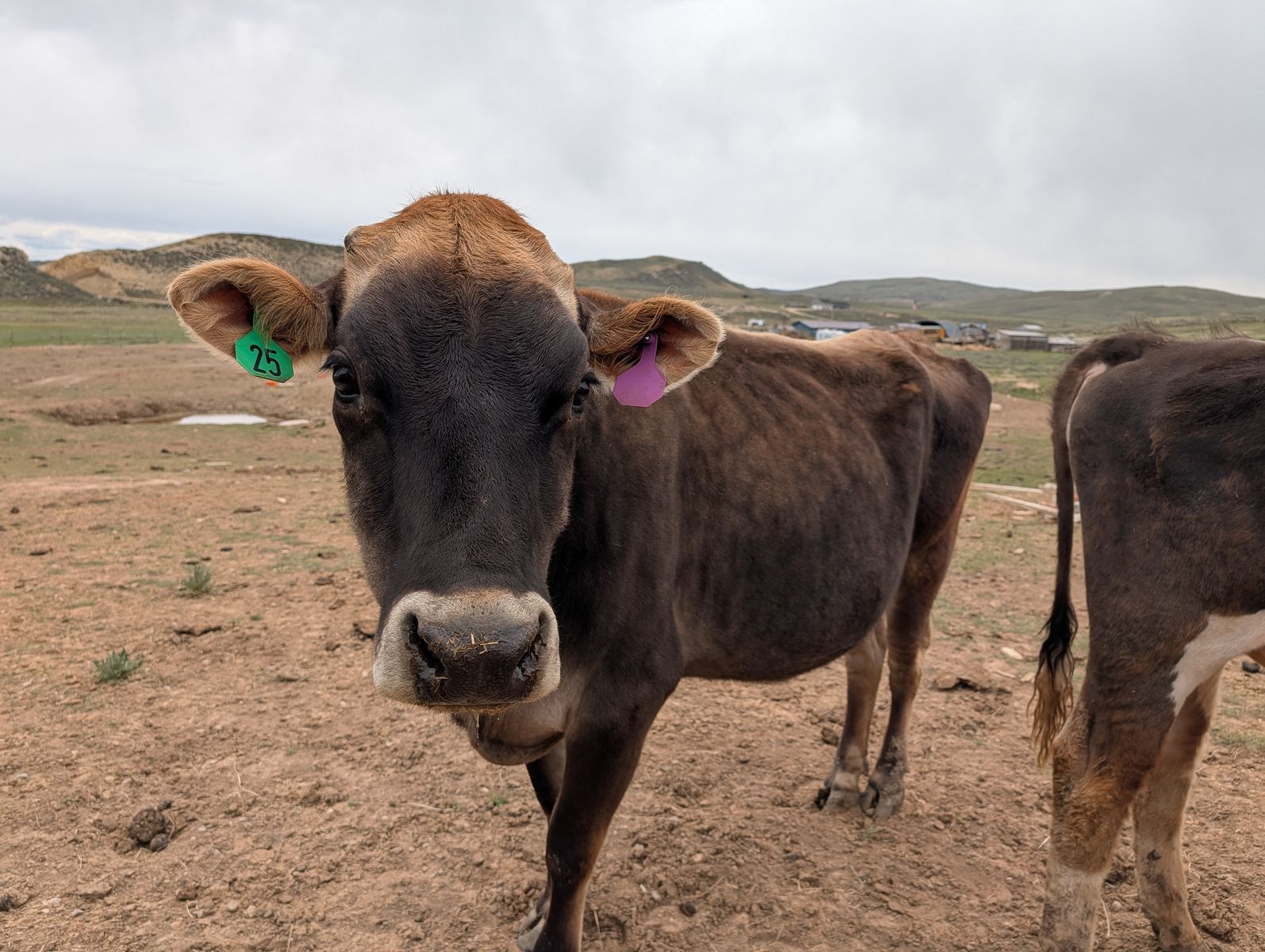 Brown Swiss Dairy Trio