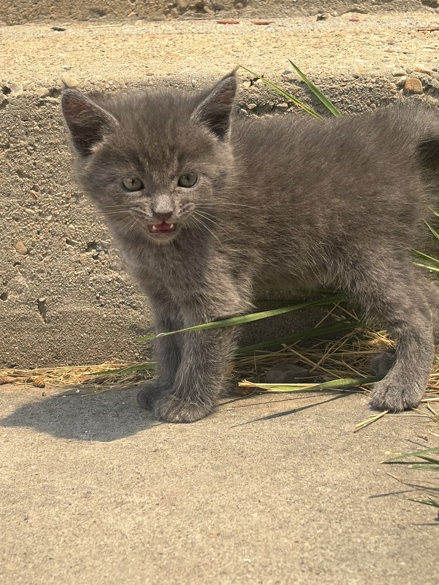 6-Week-Old Male Grey kittens
