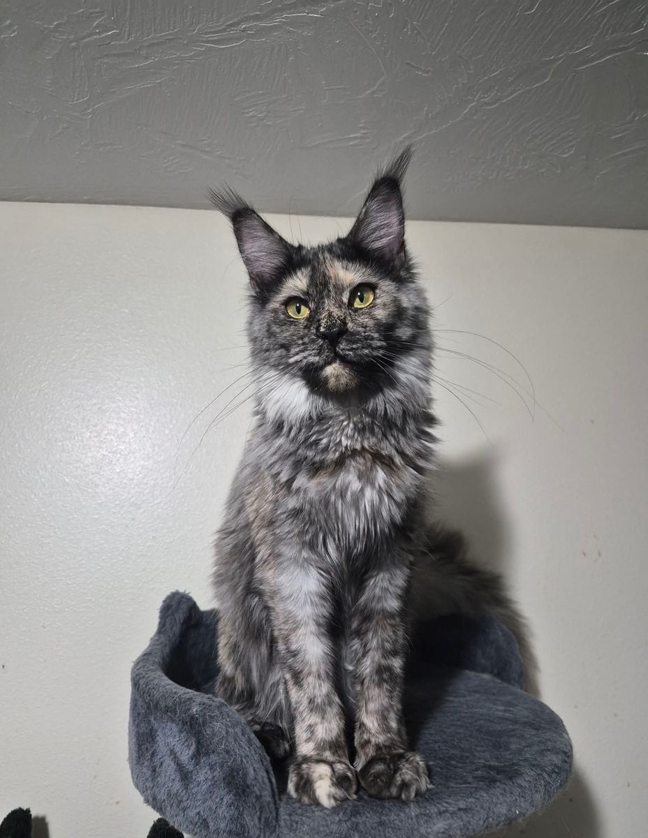 Maine coon