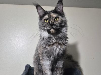 Maine coon