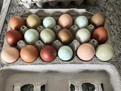Farm Fresh Eggs