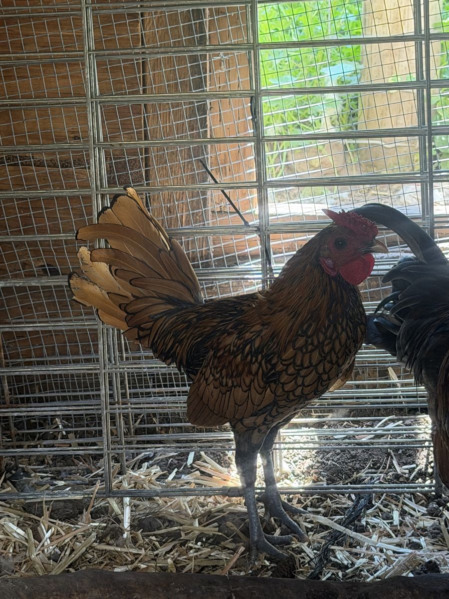 Seabright bantam rooster