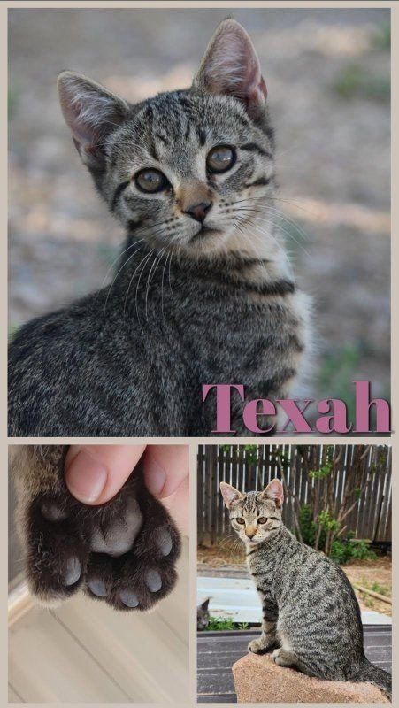 Kittens for sale!!