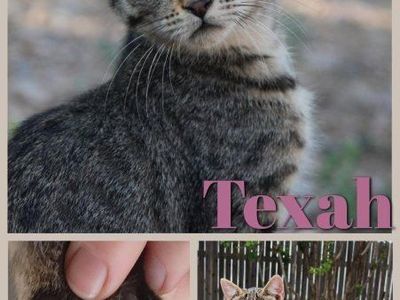 Kittens for sale!!