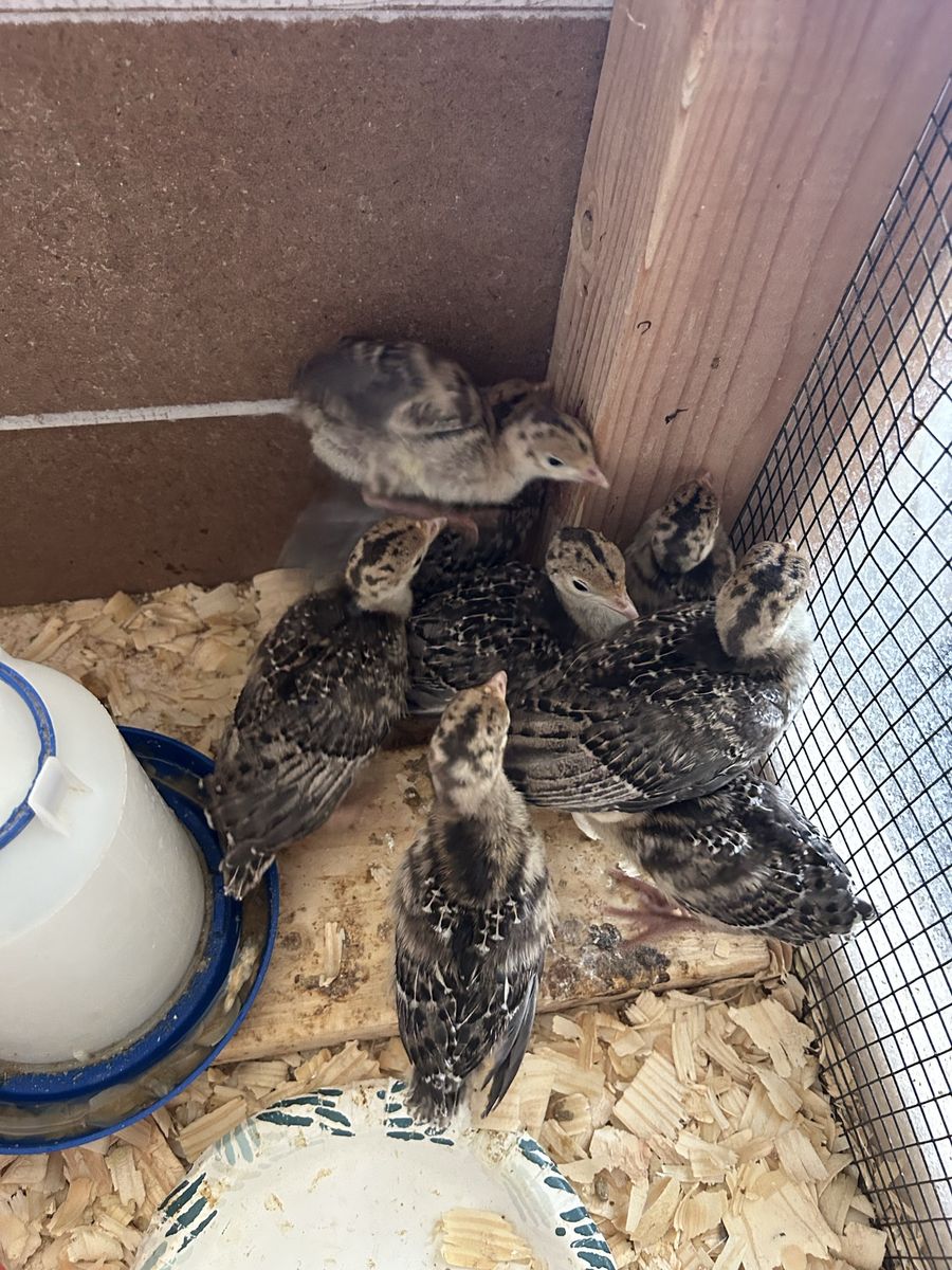 Narragansett turkey chicks
