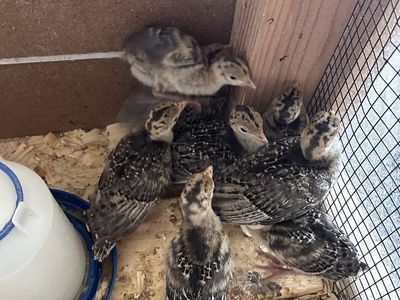 Narragansett turkey chicks