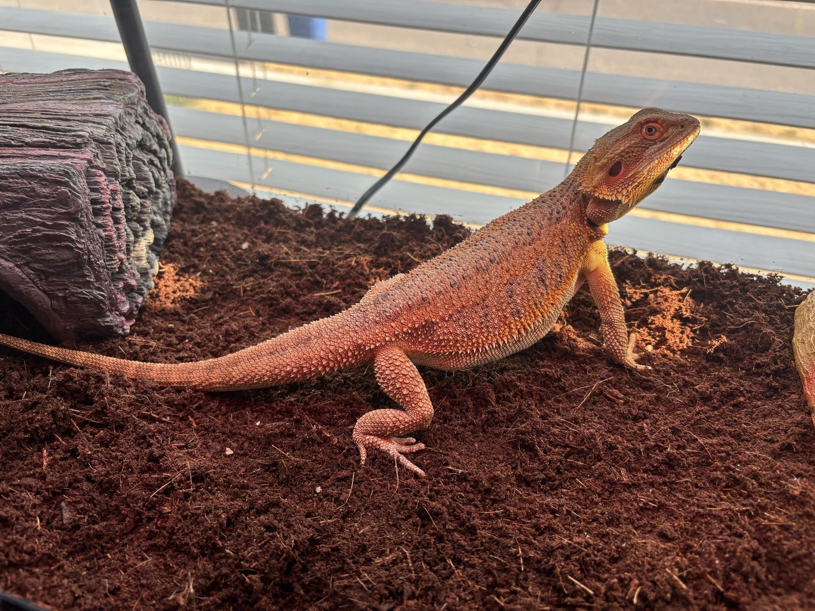 Baby bearded dragon