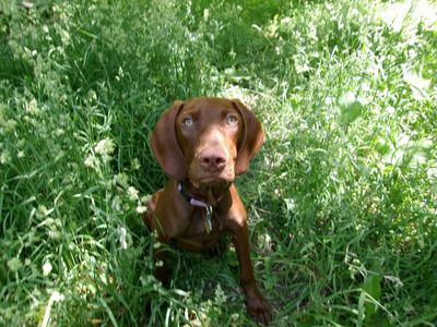 vizsla/weimaraner 1 yr old female
