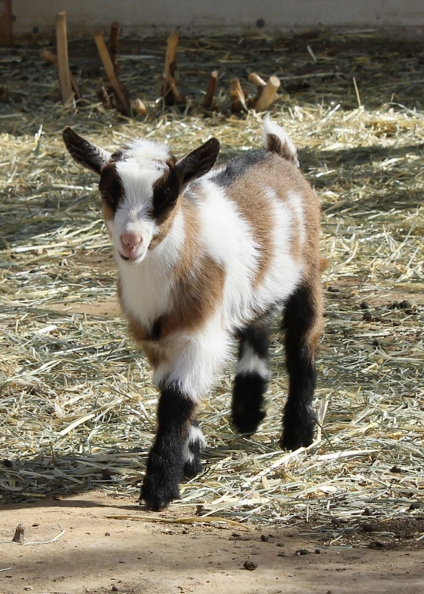 Nigerian Dwarf wether
