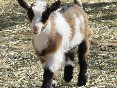 Nigerian Dwarf wether