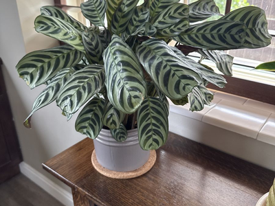 Free Calatheas