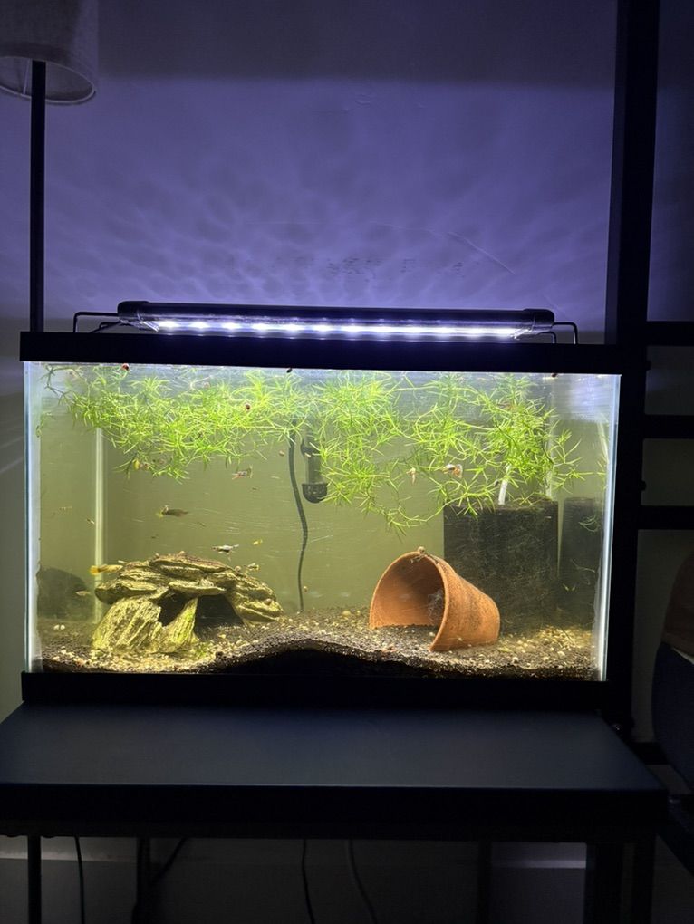 Full Aquarium Set With Live Guppy
