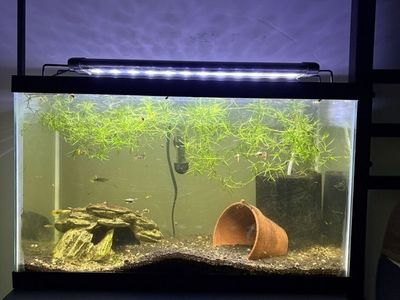 Full Aquarium Set With Live Guppy